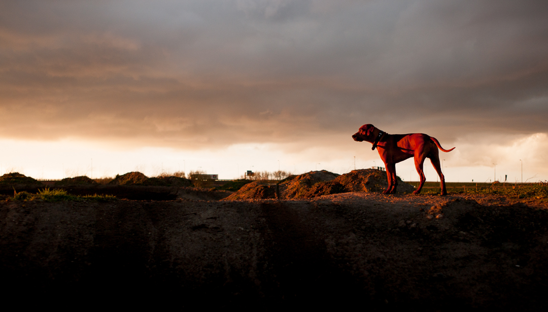 Soft light, a four legged friend, a Leica M8 and 35 cron. All you need on an evening like this.
