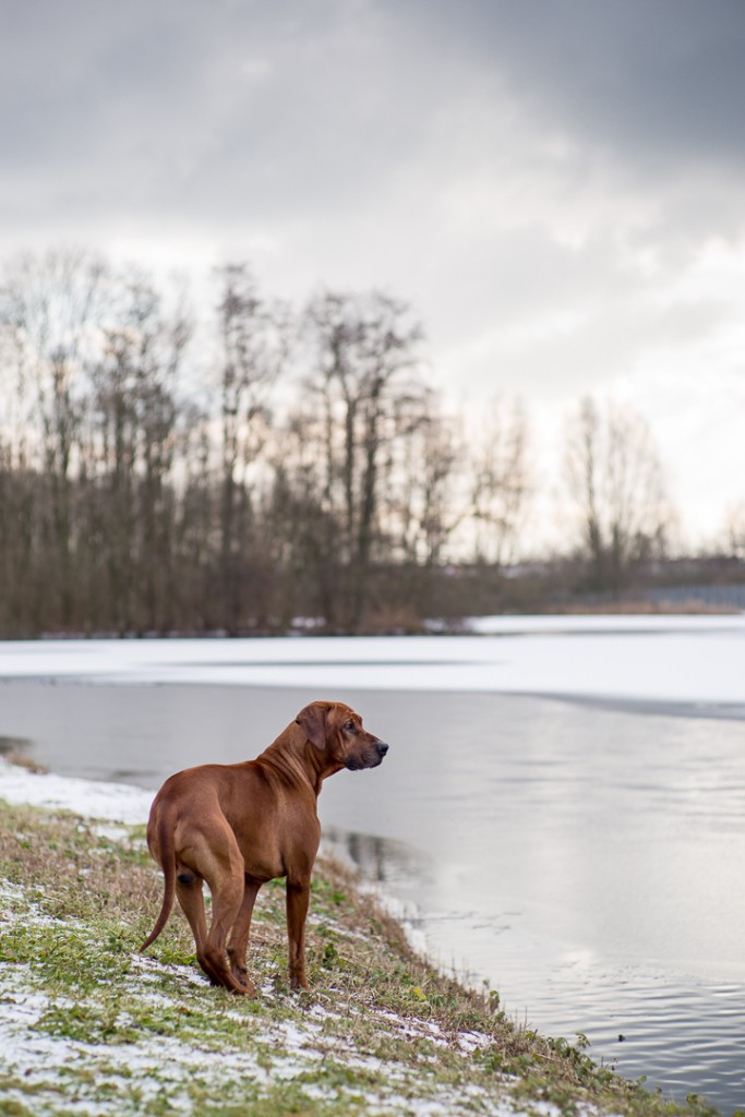 To swim or not to swim... with a high-energy dog like the Rhodesian Ridgeback, a longer lens is useful.