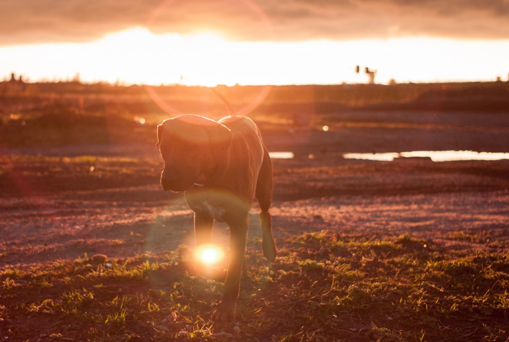 My favorite M8 shot: my best four legged friend, who I miss so much.