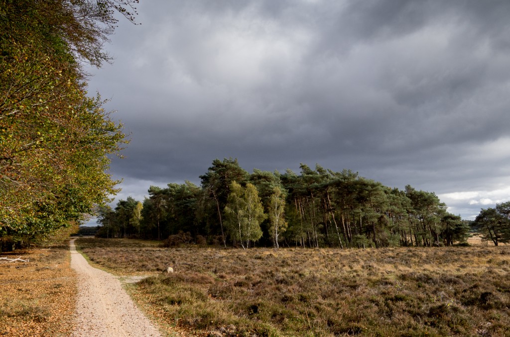 So this is how the Veluwe looks like.